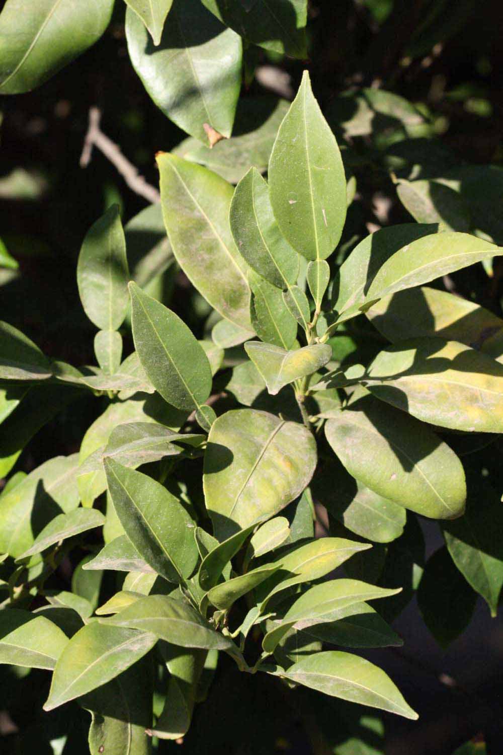              Sun leaves (Riverside, CA)       